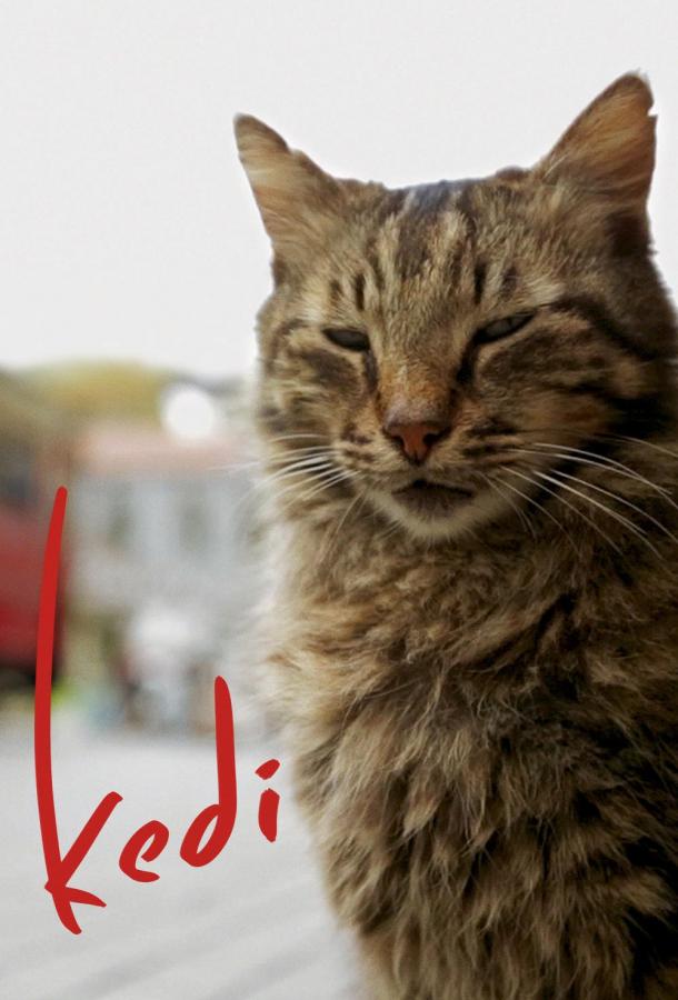 Город кошек / Кот / Kedi (2016) 